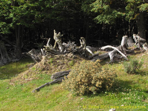 Image of Chiliotrichum diffusum (). Click to enlarge parts of image.