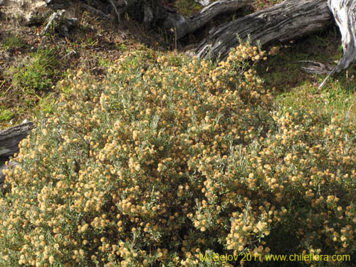 Image of Chiliotrichum diffusum (). Click to enlarge parts of image.