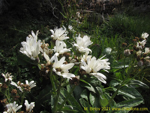 Image of Senecio smithii (). Click to enlarge parts of image.