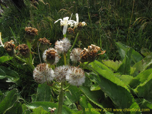Image of Senecio smithii (). Click to enlarge parts of image.