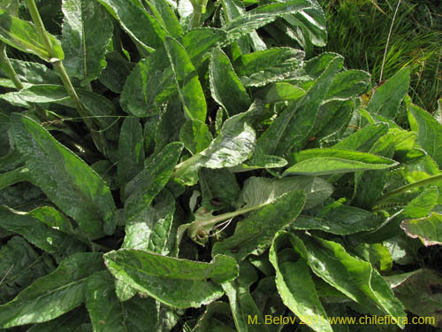 Image of Senecio smithii (). Click to enlarge parts of image.