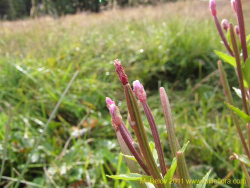 Image of Epilobium australe (). Click to enlarge parts of image.