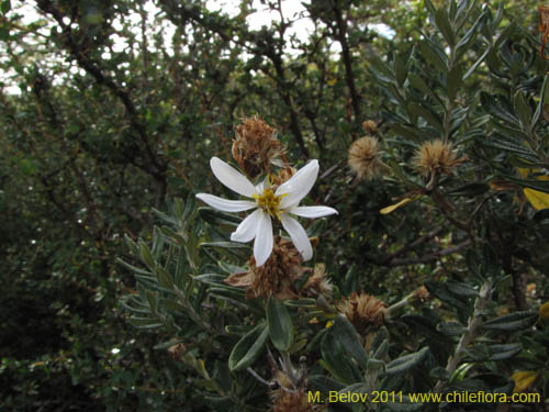 Chiliotrichum diffusum의 사진