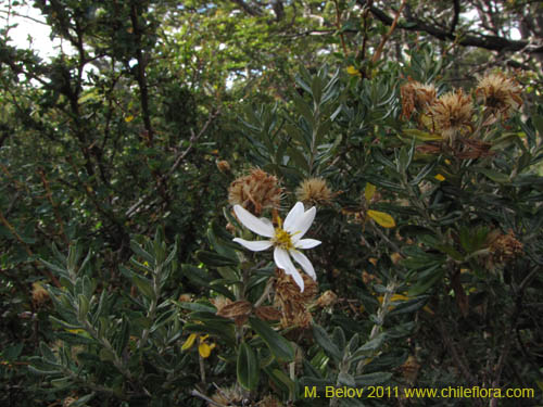 Chiliotrichum diffusum의 사진