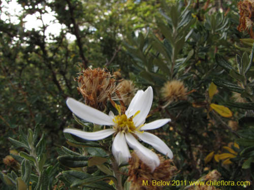 Image of Chiliotrichum diffusum (). Click to enlarge parts of image.