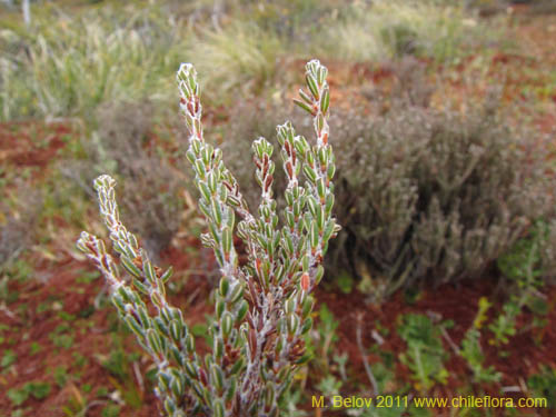 Image of Lepidothamnus fonkii (). Click to enlarge parts of image.