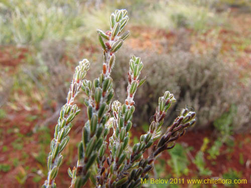 Image of Lepidothamnus fonkii (). Click to enlarge parts of image.