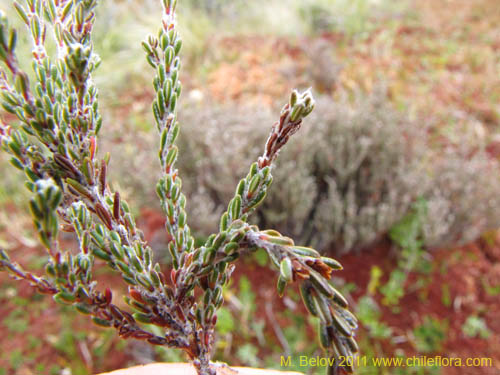 Image of Lepidothamnus fonkii (). Click to enlarge parts of image.
