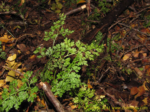 Image of Unidentified Plant (Fern) sp. #3187 (). Click to enlarge parts of image.