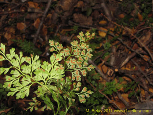 Image of Unidentified Plant (Fern) sp. #3187 (). Click to enlarge parts of image.