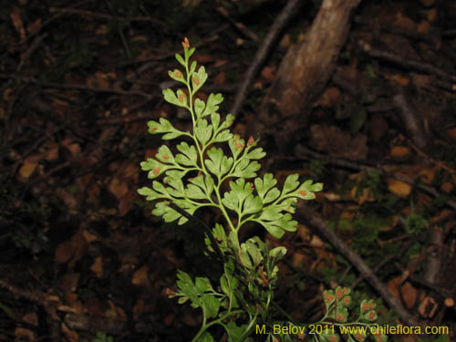 Image of Unidentified Plant (Fern) sp. #3187 (). Click to enlarge parts of image.