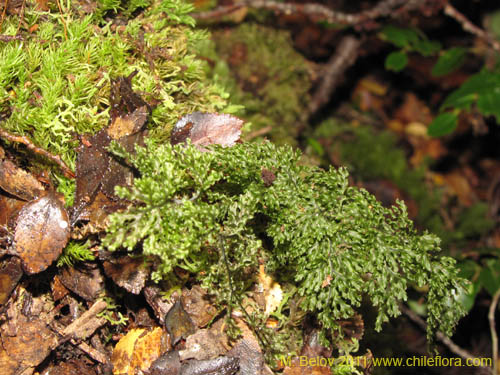 Hymenophyllum tortuosumの写真