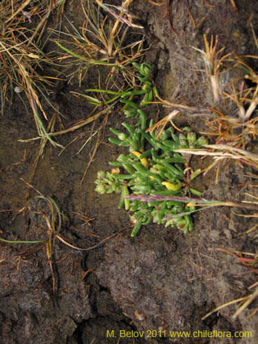 没断定的植物 sp. #3096的照片