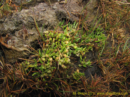 没断定的植物 sp. #3096的照片