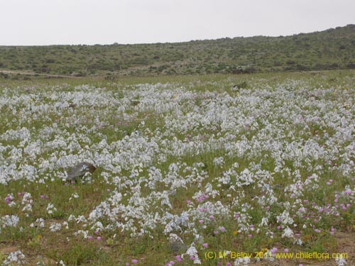 Image of Zephyra elegans (). Click to enlarge parts of image.