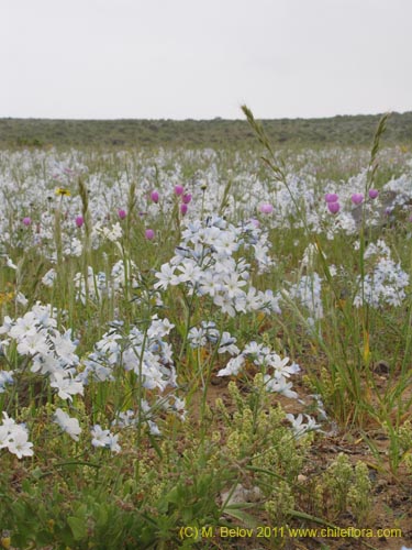 Image of Zephyra elegans (). Click to enlarge parts of image.