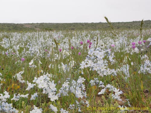 Image of Zephyra elegans (). Click to enlarge parts of image.