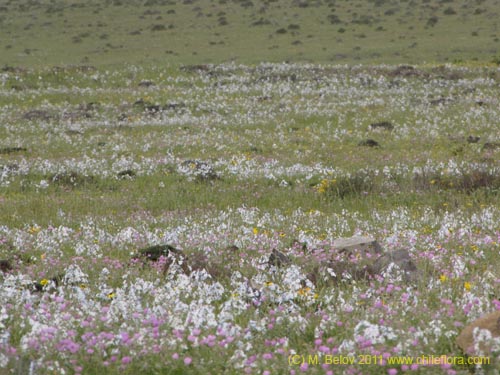 Image of Zephyra elegans (). Click to enlarge parts of image.