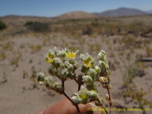 未確認の植物種 sp. #2387の写真