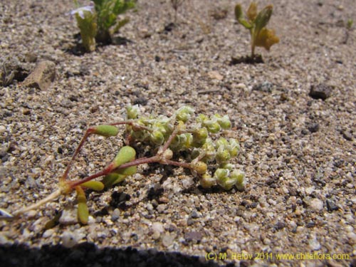 未確認の植物種 sp. #2387の写真