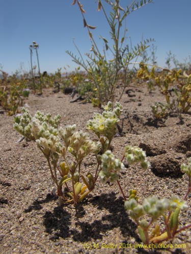 没断定的植物 sp. #2387的照片
