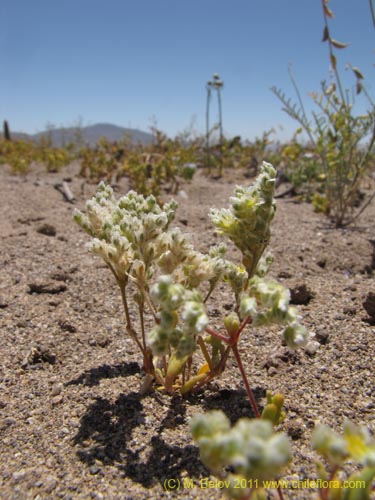 未確認の植物種 sp. #2387の写真