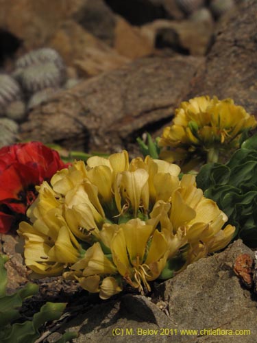 Leontochir ovallei var. luteus의 사진