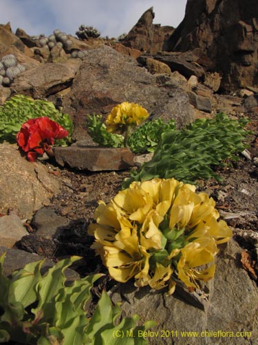 Leontochir ovallei var. luteus의 사진