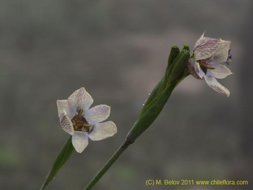 Image of Tigridia philippiana (). Click to enlarge parts of image.