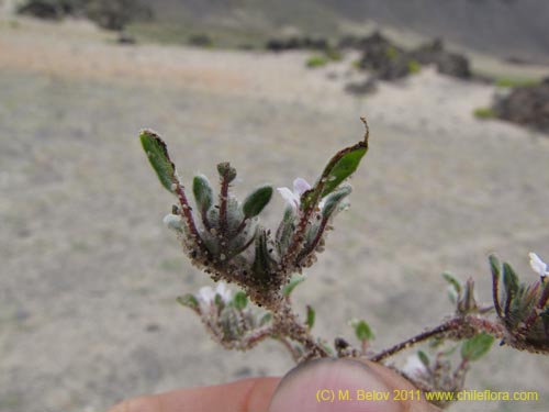 Image of Unidentified Plant sp. #3161 (). Click to enlarge parts of image.