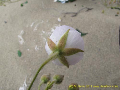 Image of Cristaria sp. #2268 (). Click to enlarge parts of image.