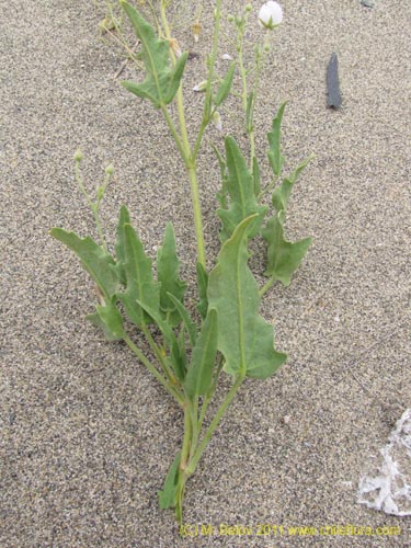 Cristaria sp. #2268的照片