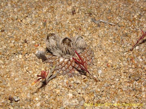 Eriosyce odieri의 사진