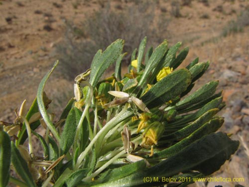Image of Viola aurata (). Click to enlarge parts of image.