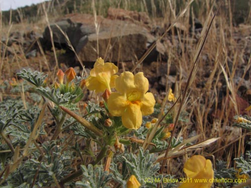 Image of Argylia sp. #2195 (). Click to enlarge parts of image.