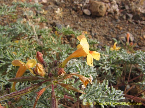 Image of Argylia sp. #2195 (). Click to enlarge parts of image.