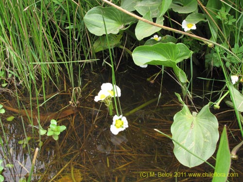 没断定的植物 sp. #2263的照片