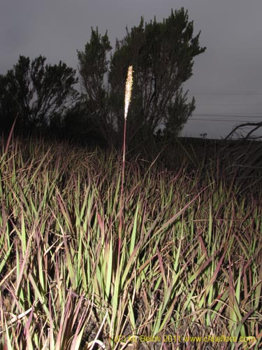 未確認の植物種 sp. #3160の写真