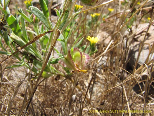 Image of Unidentified Plant sp. #2267 (). Click to enlarge parts of image.