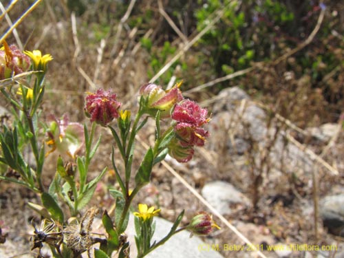 Image of Unidentified Plant sp. #2267 (). Click to enlarge parts of image.