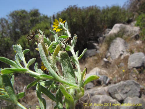 Image of Unidentified Plant sp. #2267 (). Click to enlarge parts of image.