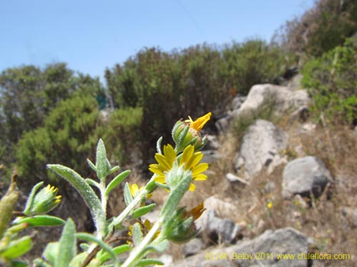 Image of Unidentified Plant sp. #2267 (). Click to enlarge parts of image.