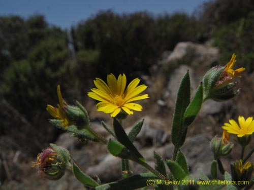 Image of Unidentified Plant sp. #2267 (). Click to enlarge parts of image.