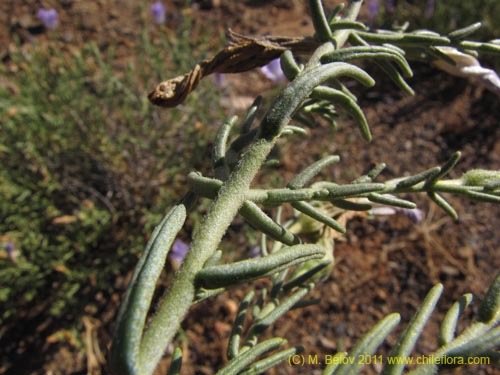 Image of Nolana sp. #2269 (). Click to enlarge parts of image.