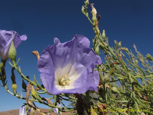 Nolana sp. #2269的照片