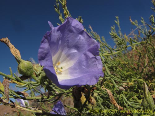 Nolana sp. #2269的照片