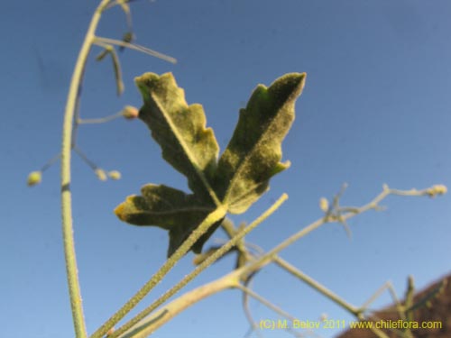 Cristaria sp. #3095の写真