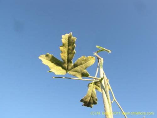 Cristaria sp. #3095の写真