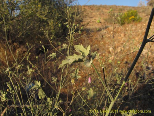 Cristaria sp. #3095の写真