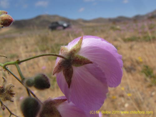 Image of Cristaria sp. #2355 (). Click to enlarge parts of image.